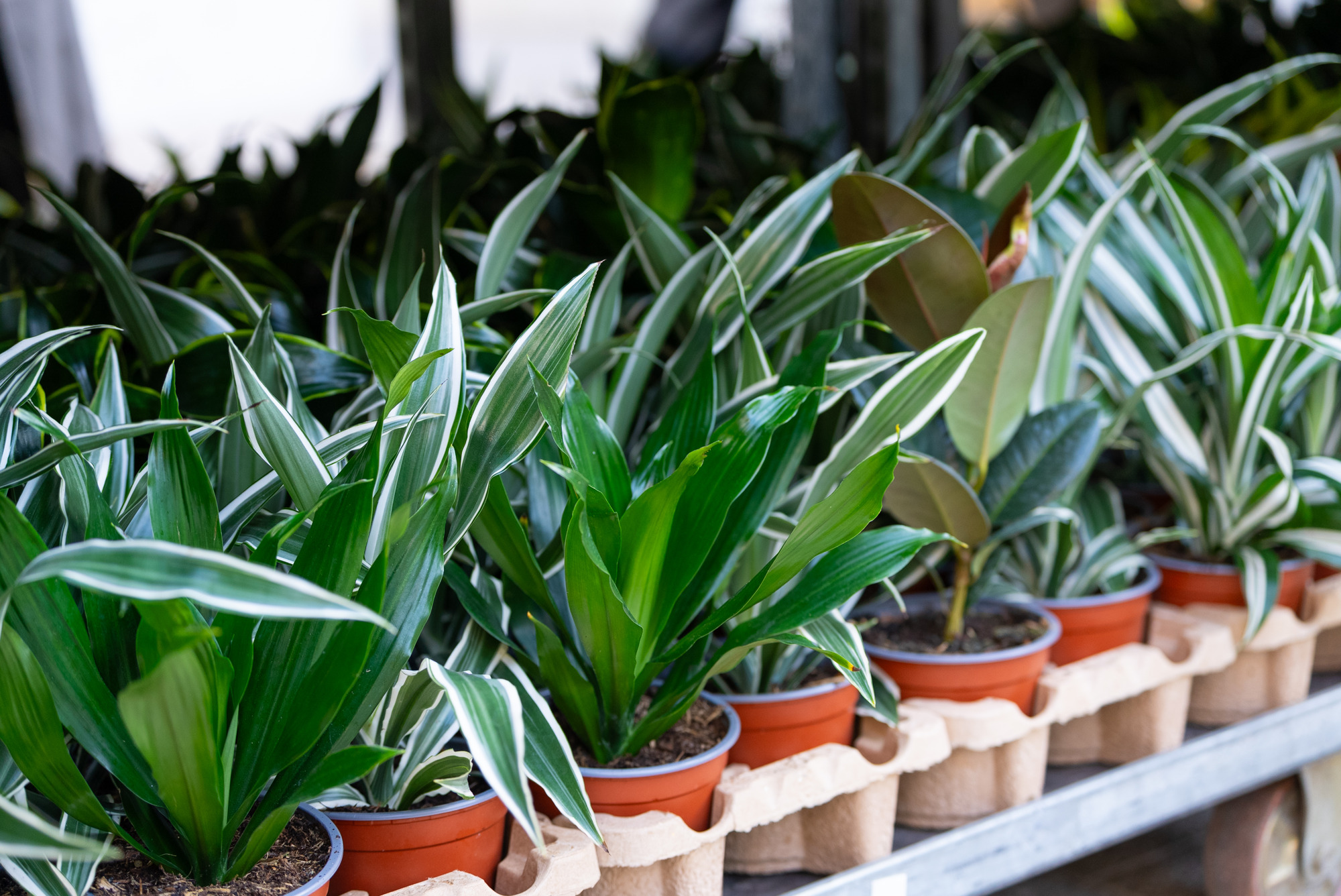 This image shows a row of vibrant, healthy houseplants in small terracotta-colored plastic pots, neatly arranged in a cardboard transport tray on a metal shelf.