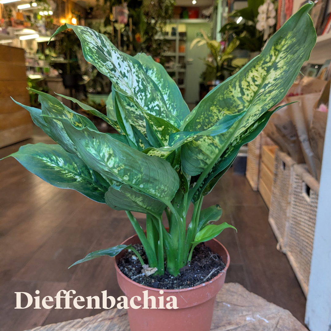 Dieffenbachia Plant