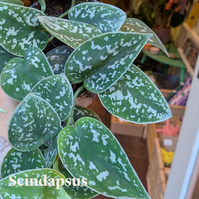 Scindapsus Plant