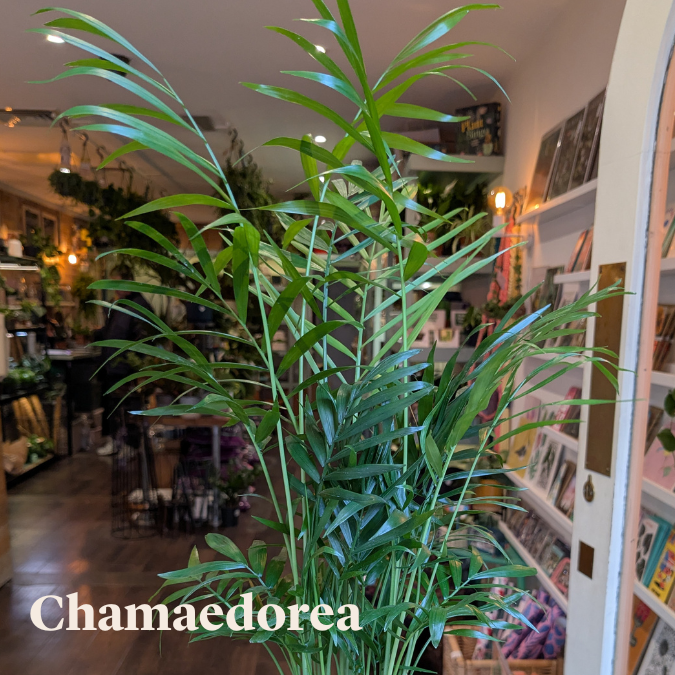 Chamaedorea Plant