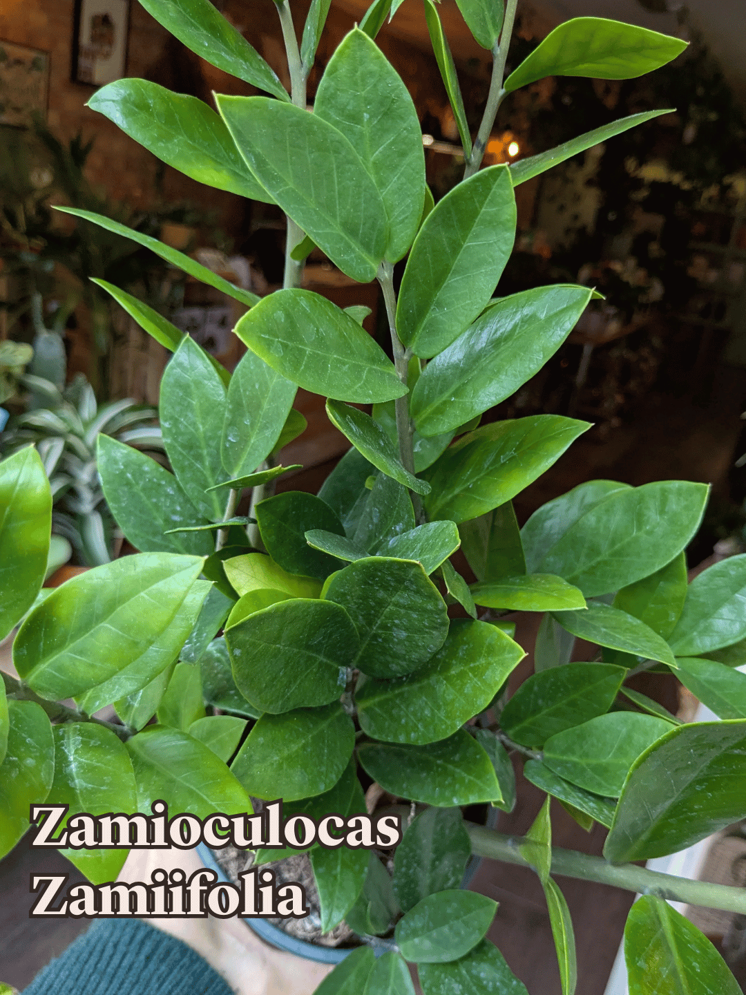 Zamioculcas Zamiifolia Plant