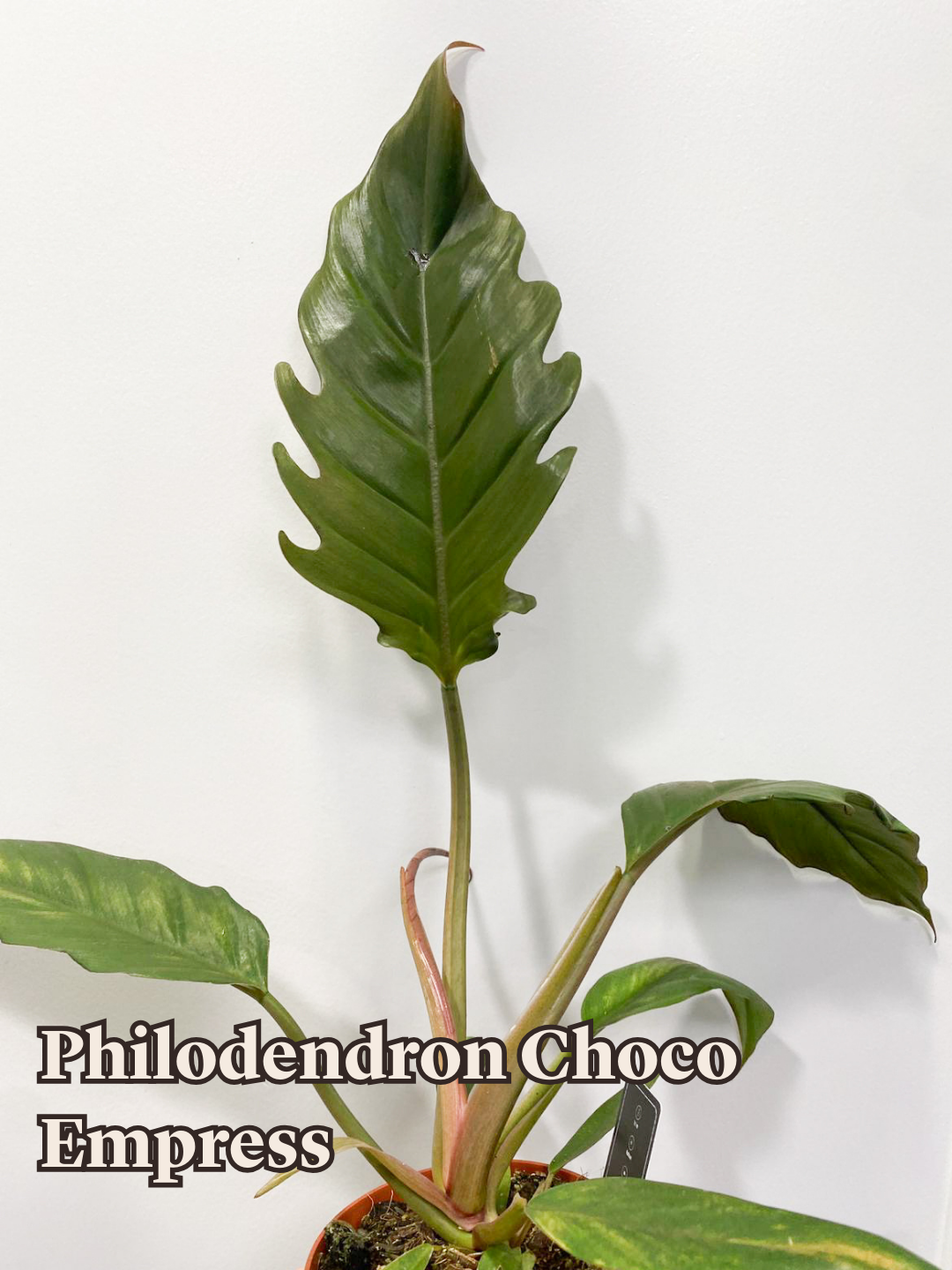 Philodendron Choco