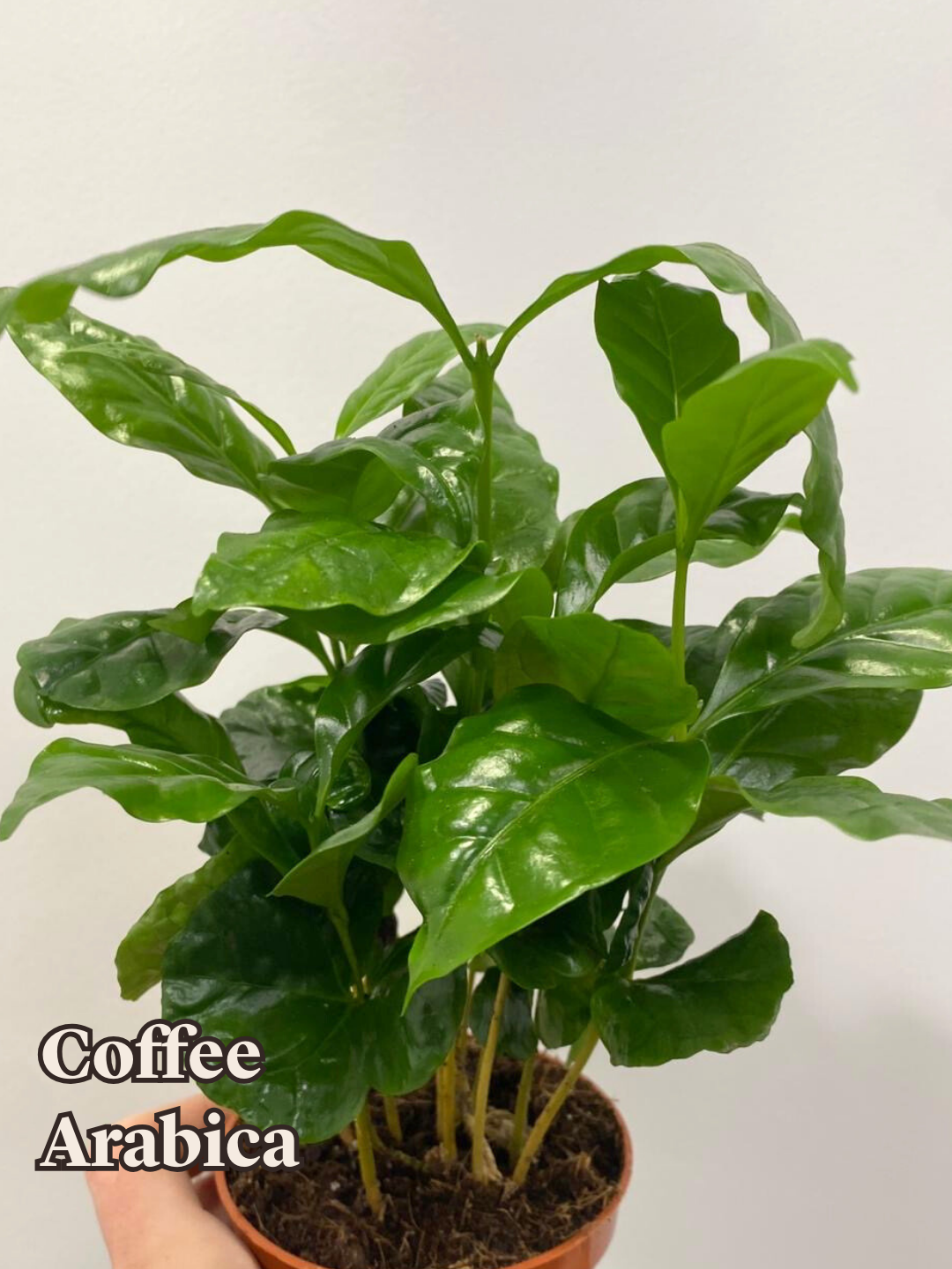 Coffee Arabica