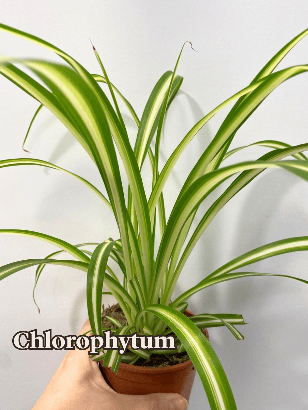 Chlorophytum