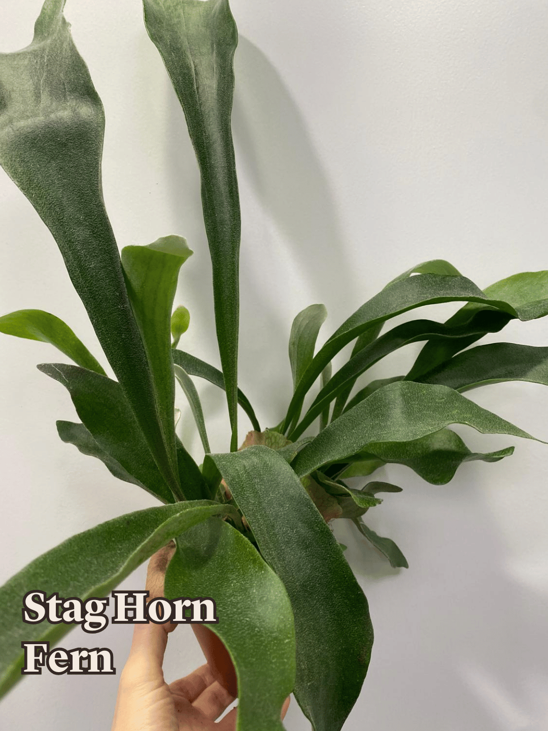 Stag Horn Fern