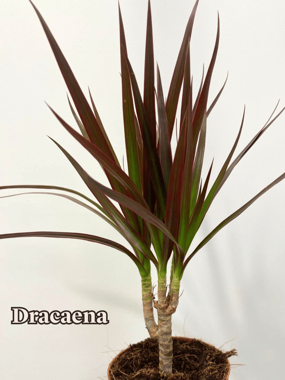 Dracaena