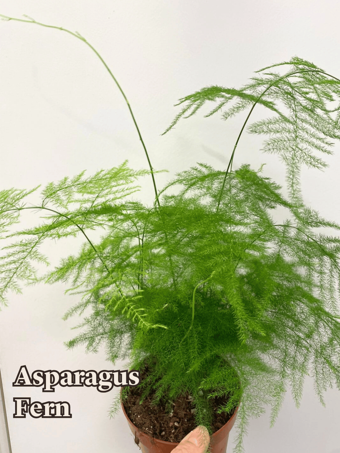Asparagus Fern