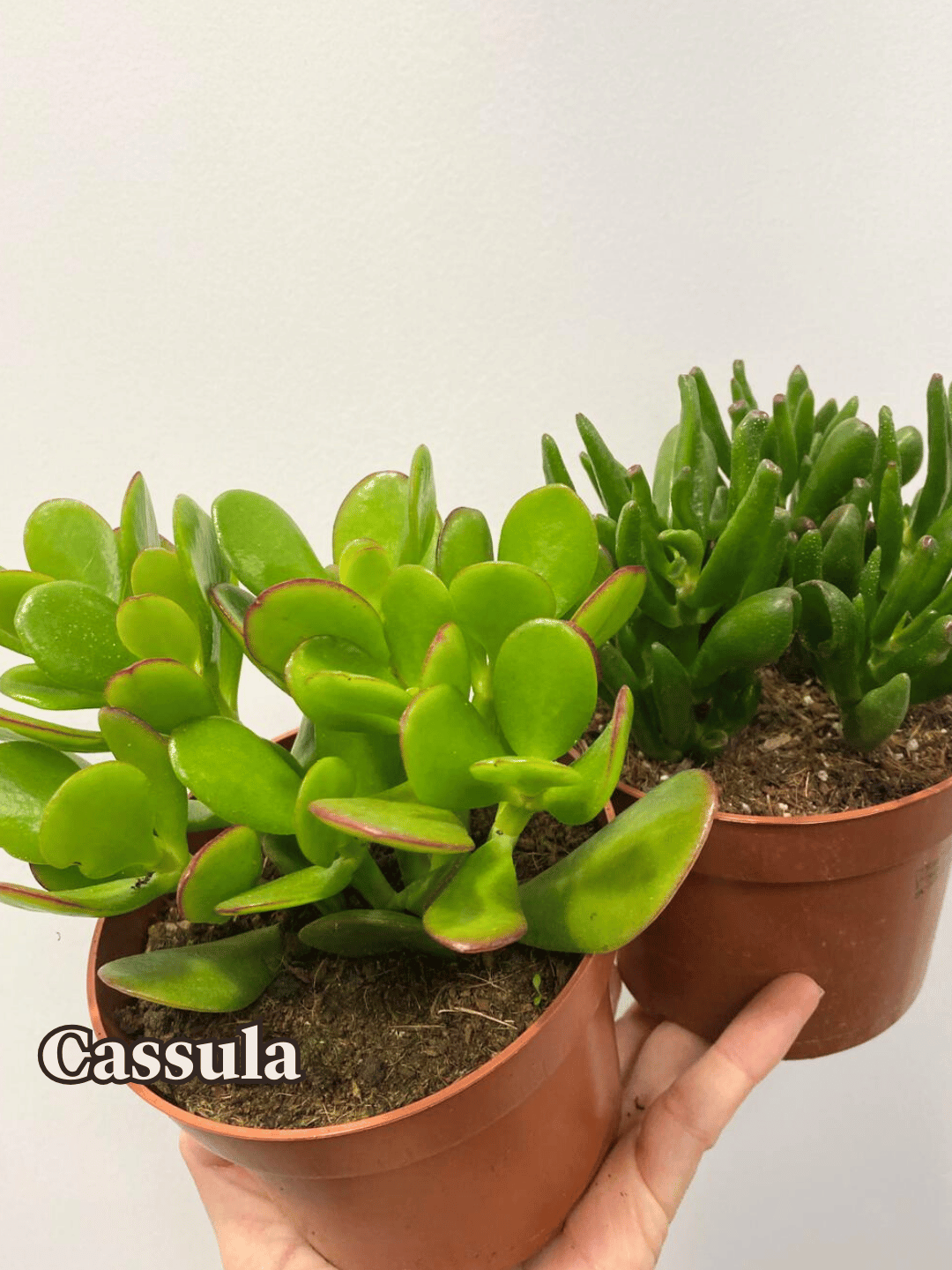 Cassula