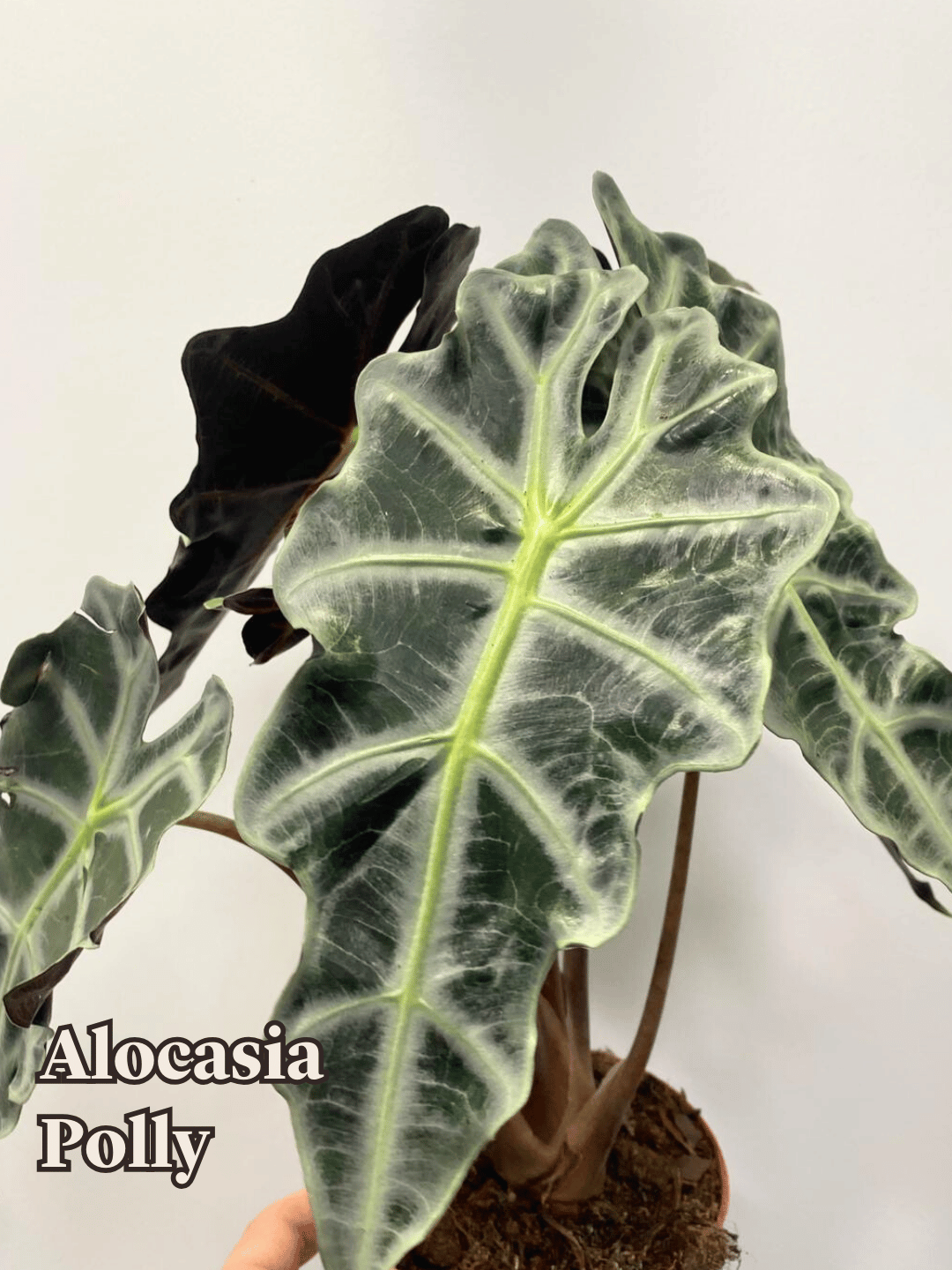 Alocasia