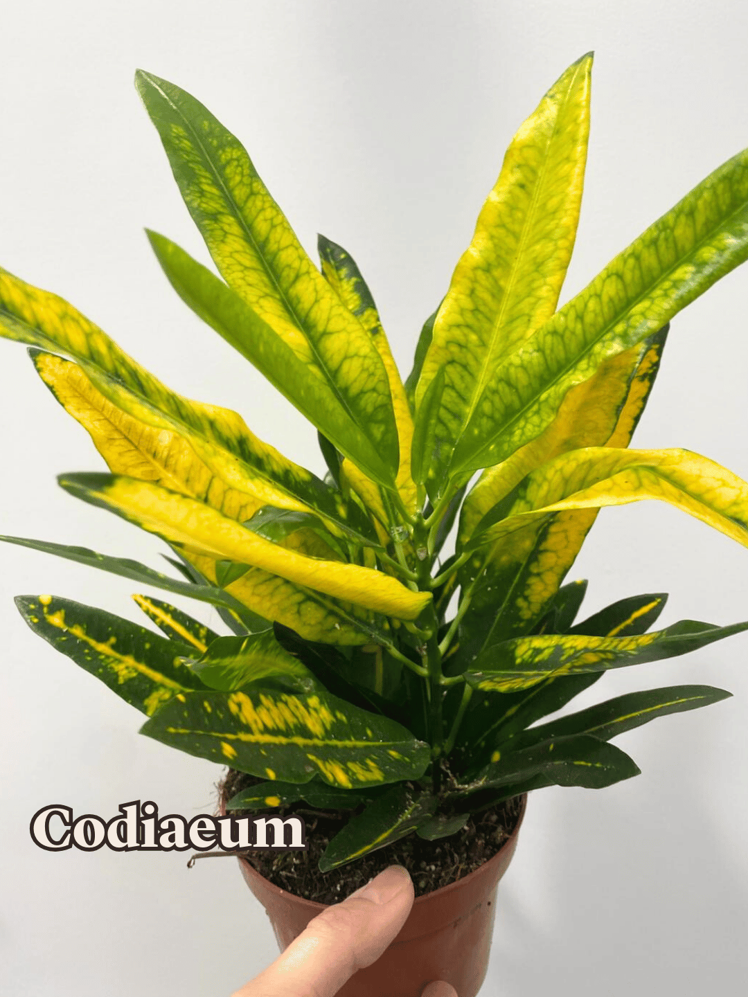 Codiaeum