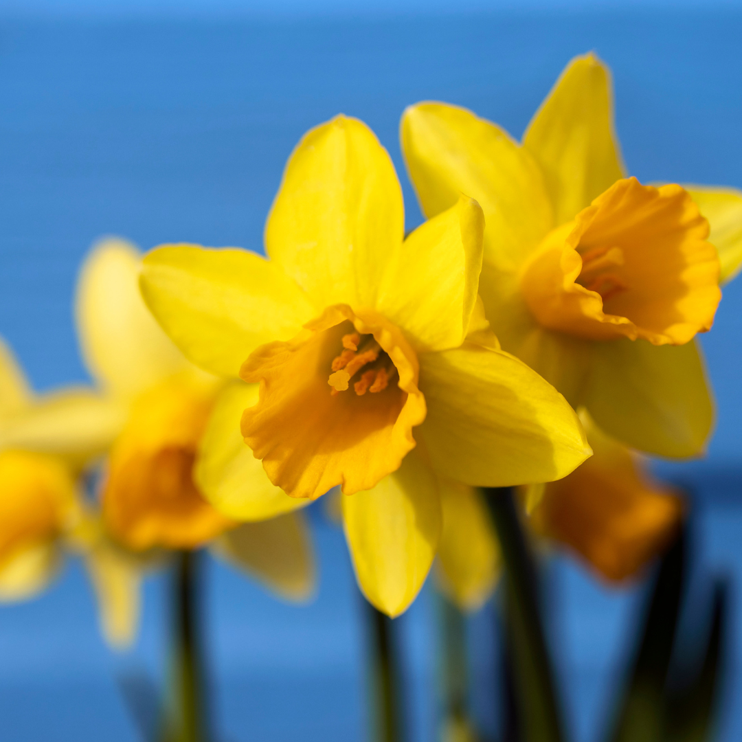 Spring flowers