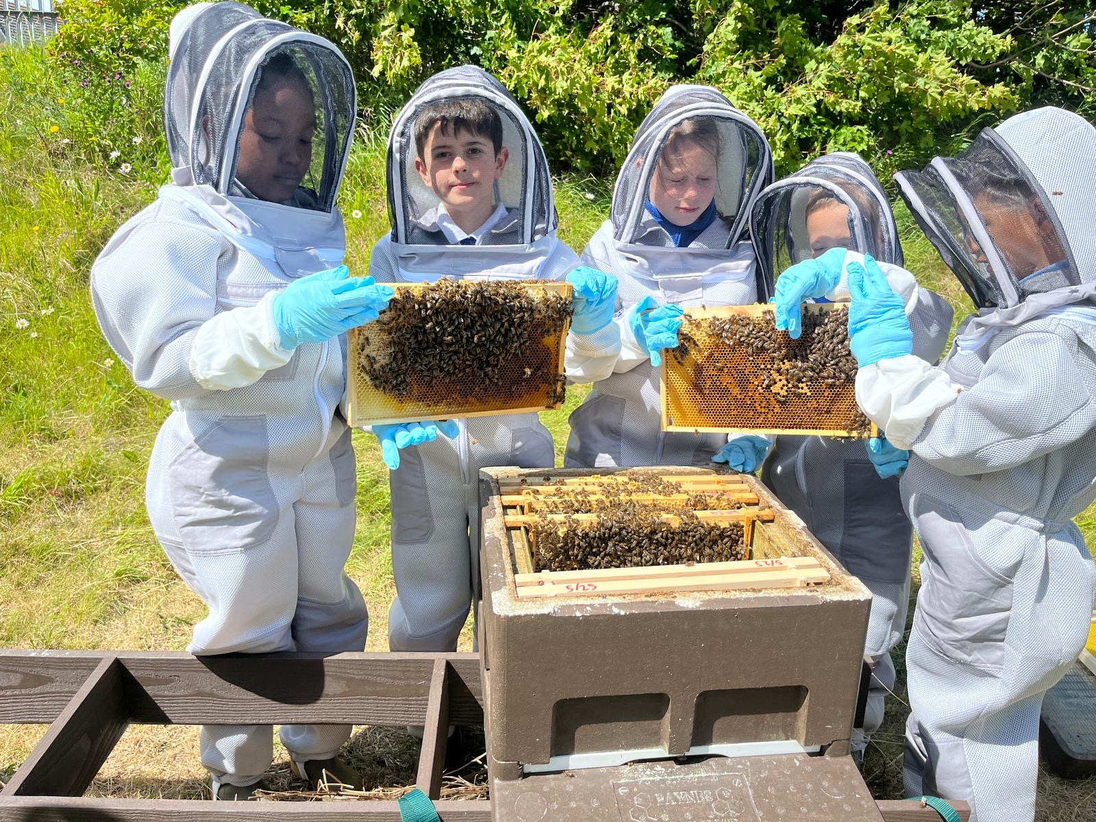 Pupils take part in beekeeping