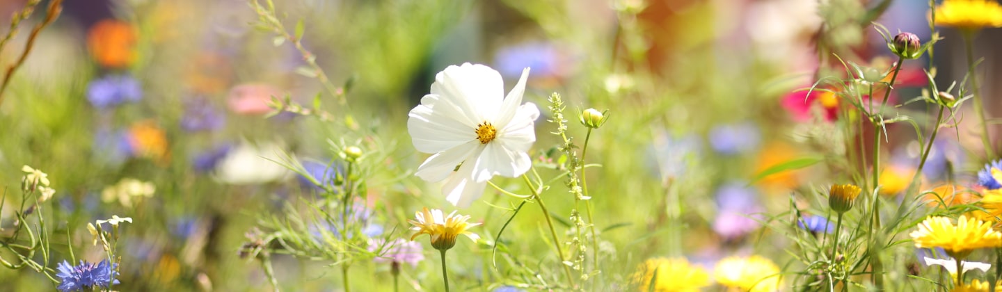 Whitely flowers