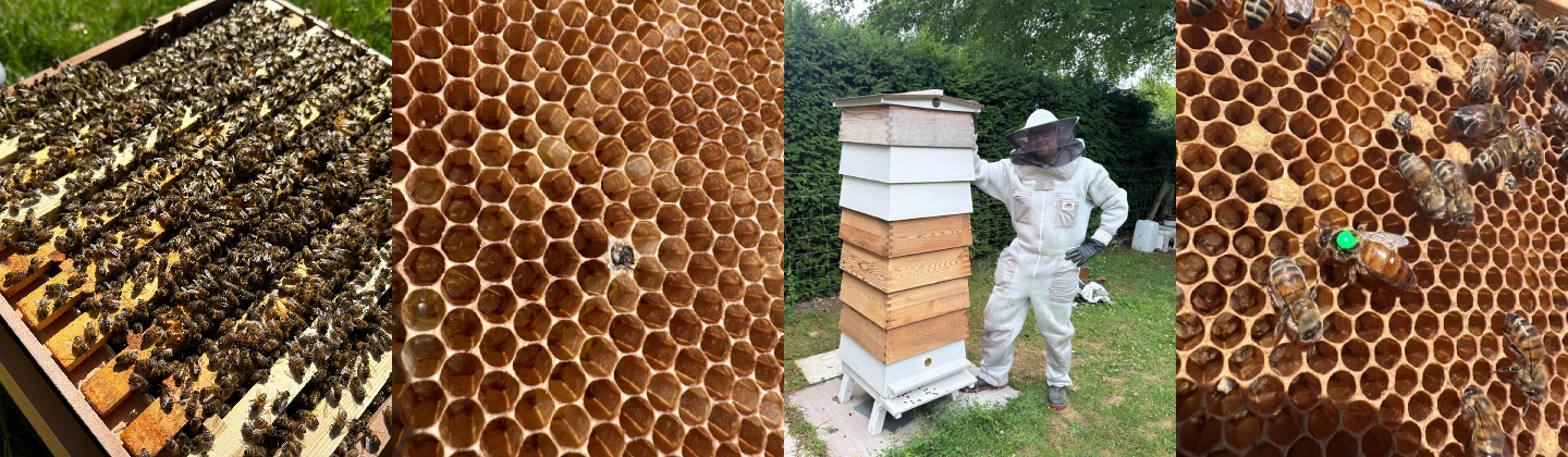 Whiteley bees