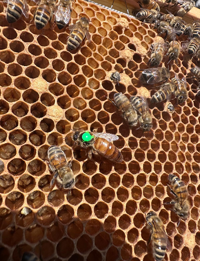 The Whiteley Bees