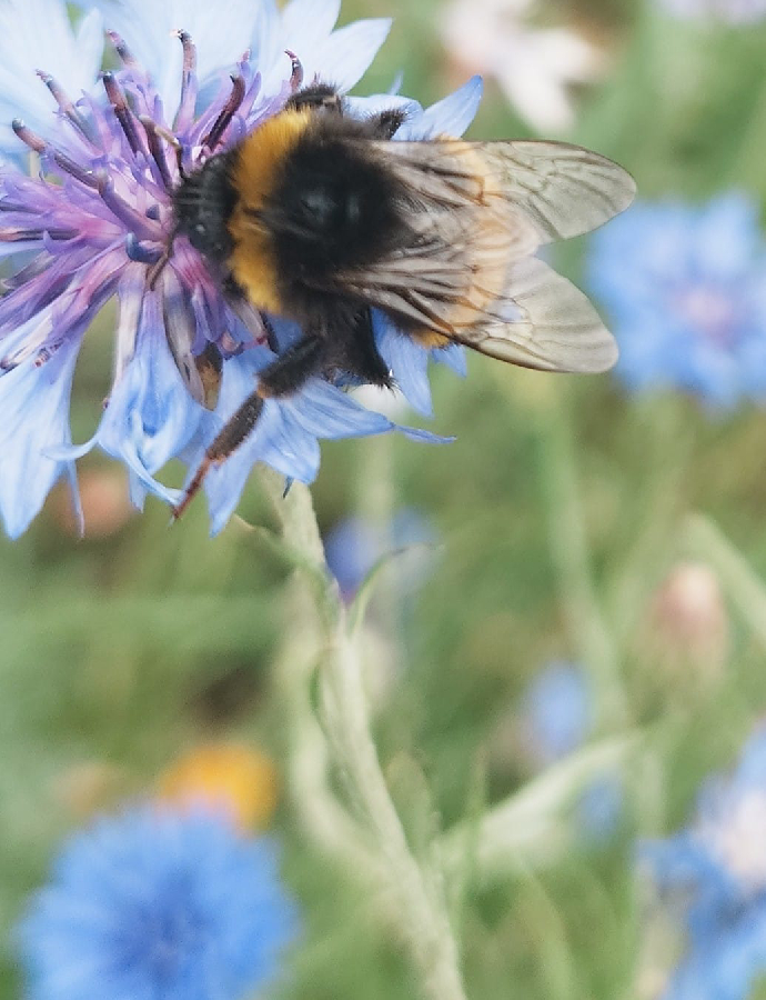 The Whiteley Bees