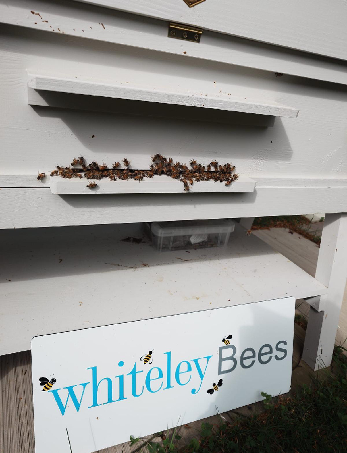 The Whiteley Bees